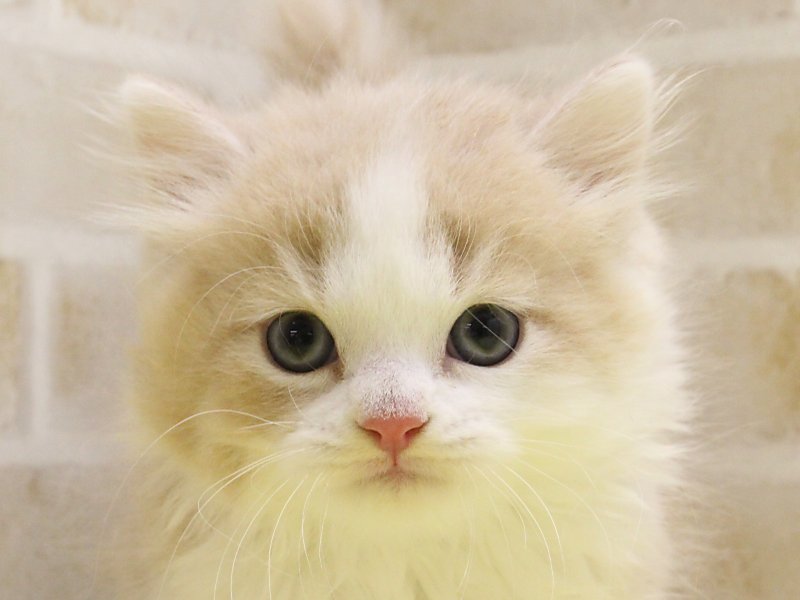 ✴️超特別価格【原画】『スゴロック居住区』犬　猫　動物画　パステル画　風景画 ✴️超特別価格【原画】『スゴロック居住区』犬 猫 動物画